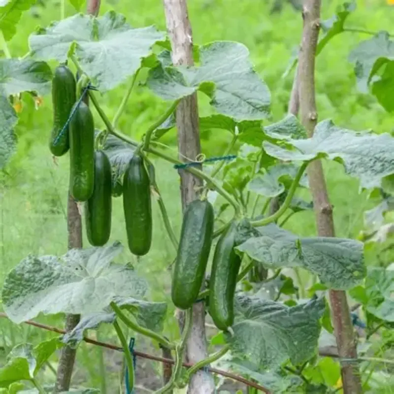slicing-cucumber