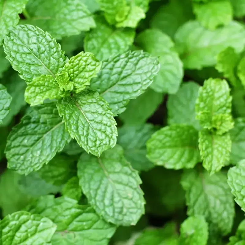 spearmint