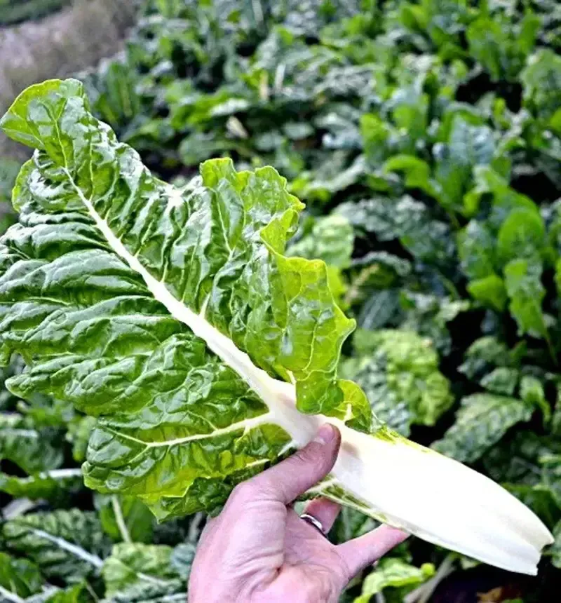 stonehead-cabbage