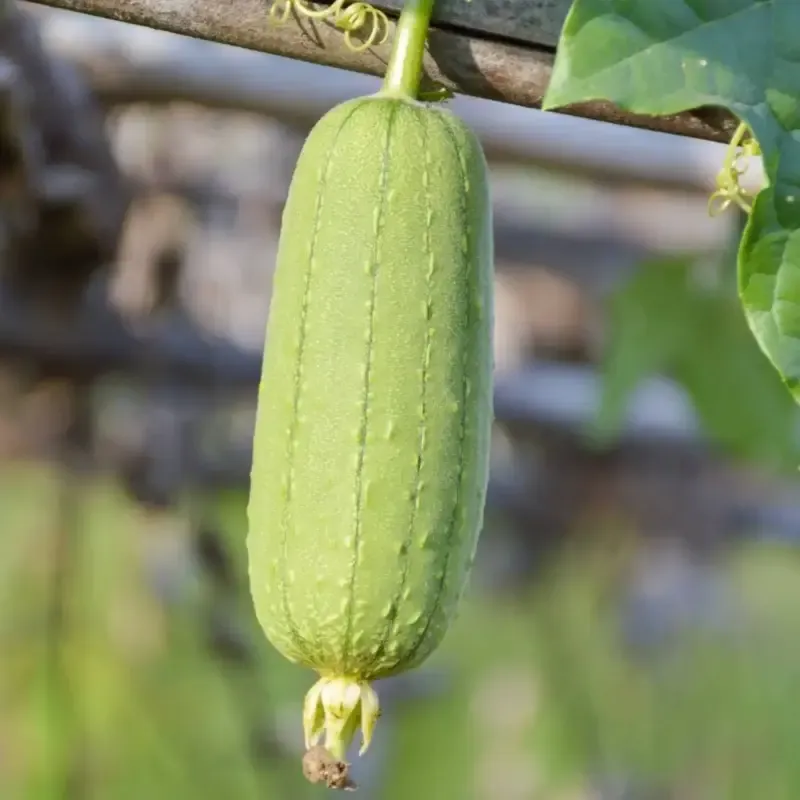 wax-gourd