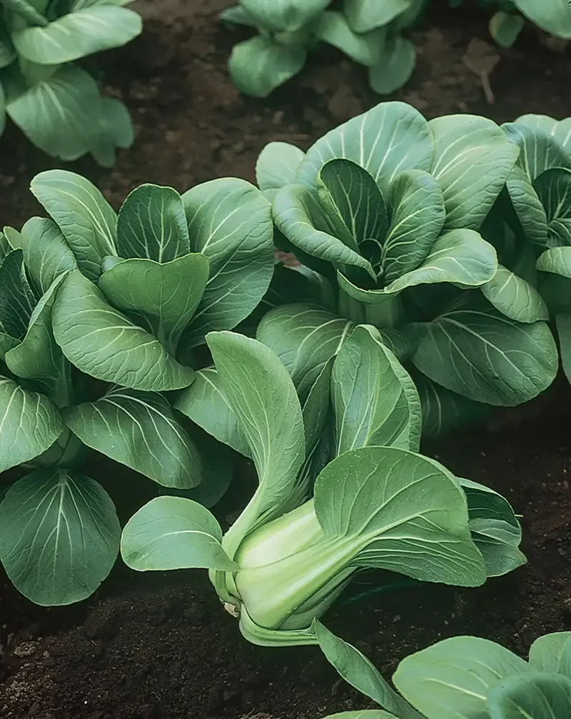white-vienna-kohlrabi