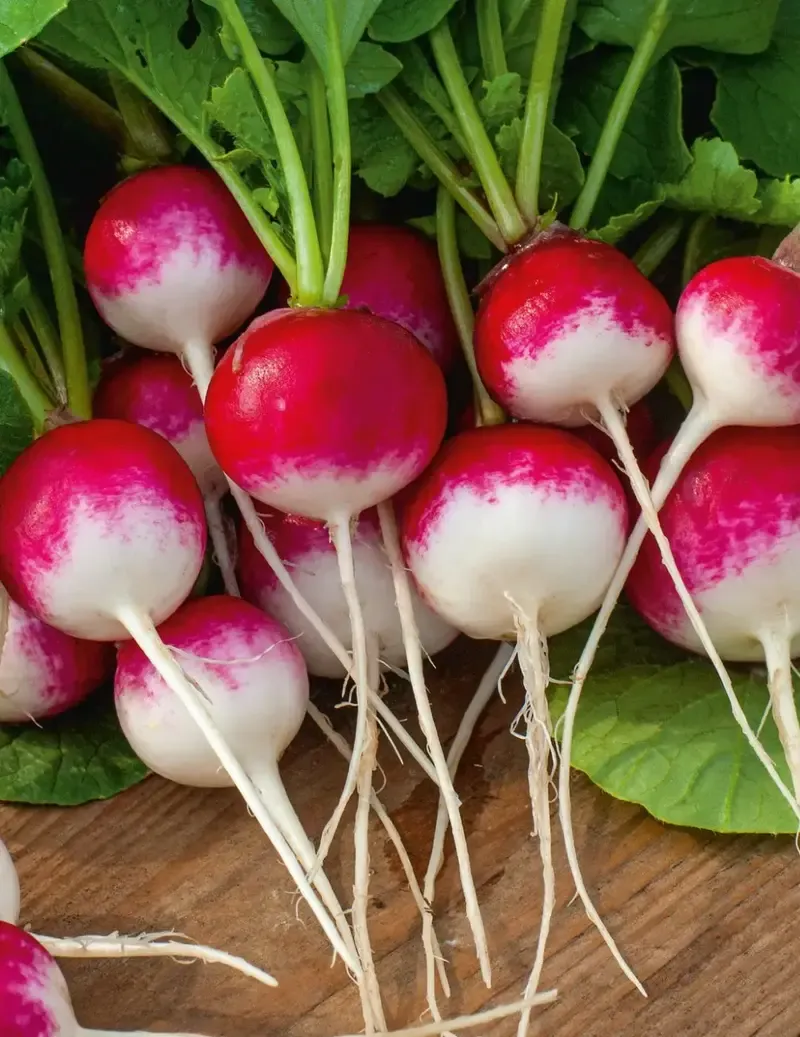 wild-horseradish