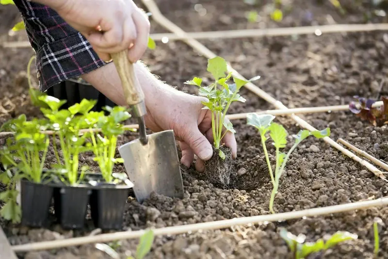 Buying and Transplanting Nursery Plants