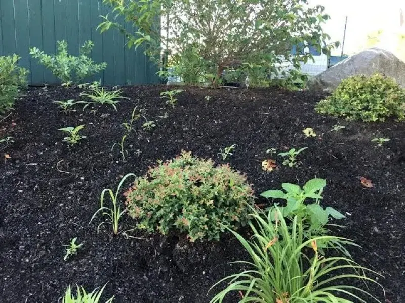 Controlling Weeds
