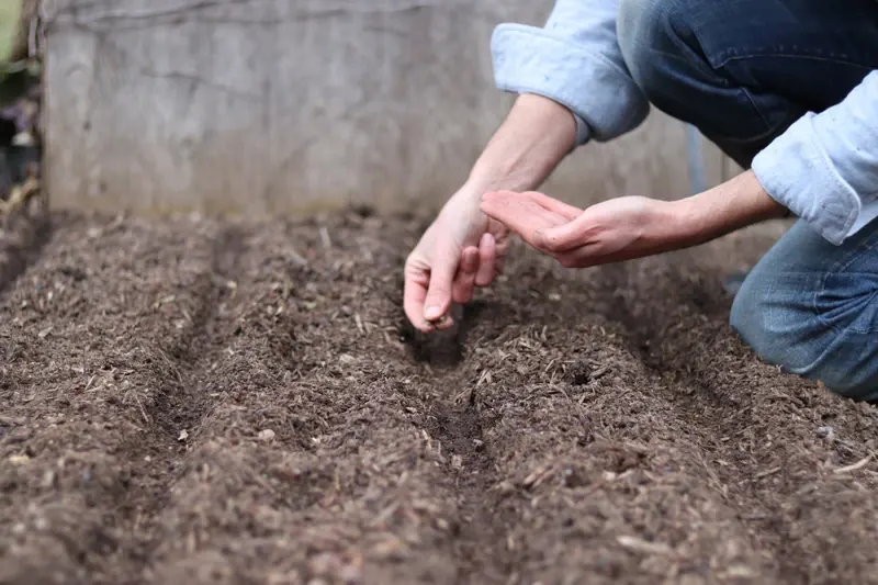 Direct Sowing Seeds in the Garden