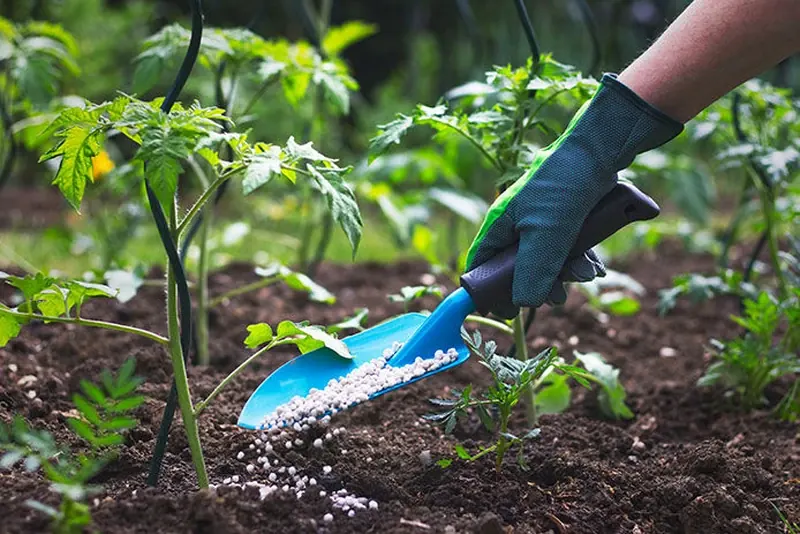 Feeding and Fertilizing Plants