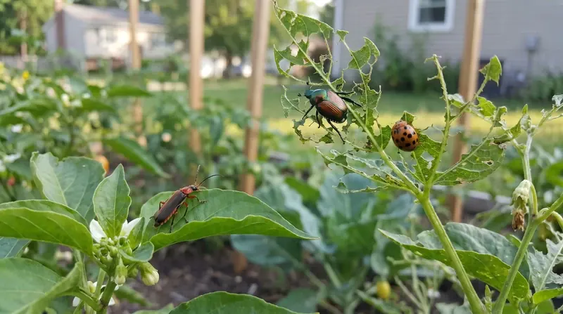 Garden Pests