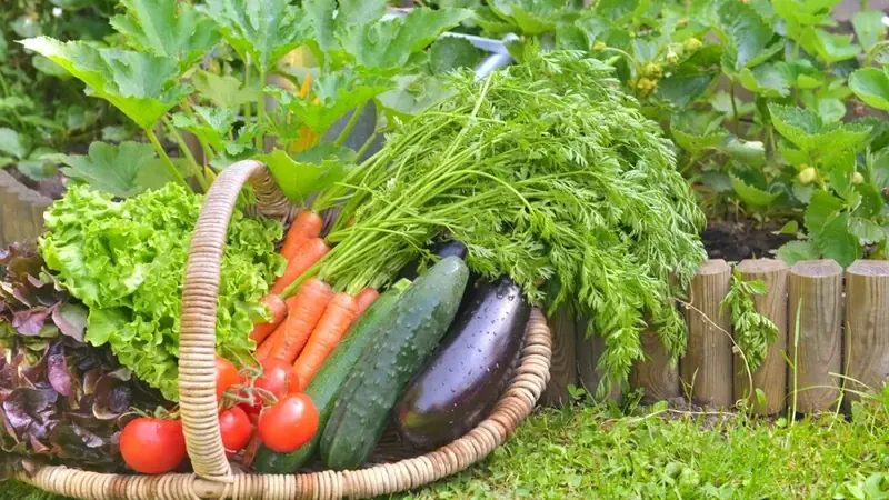 Growing the Most Useful Beginner Crops