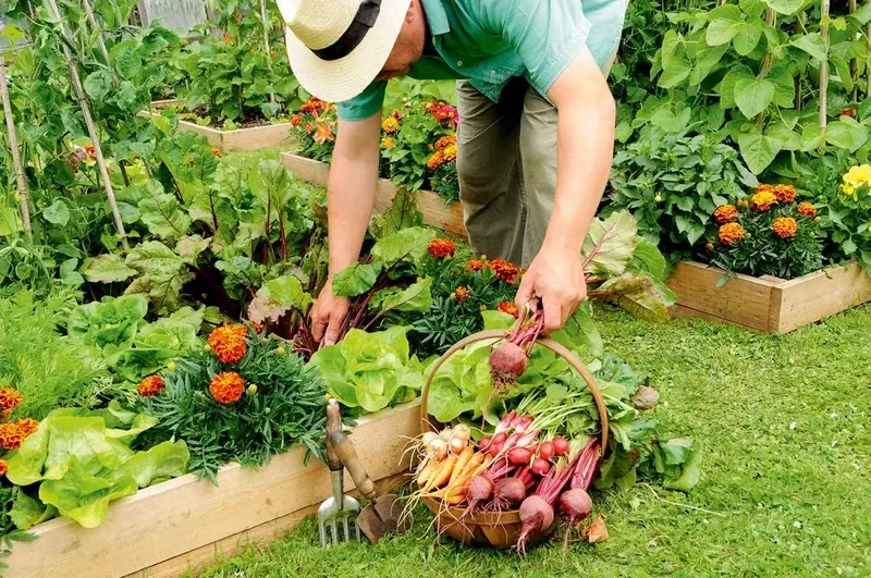 Harvesting the Garden