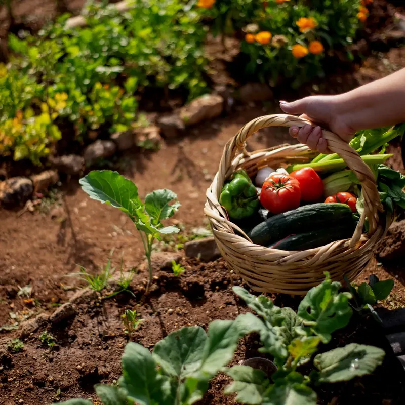 How to Observe Your Garden