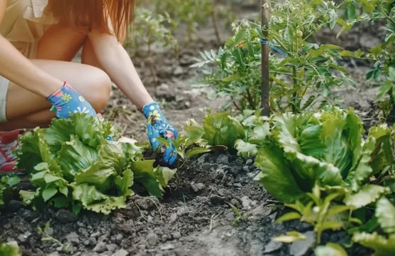Introduction to Gardening