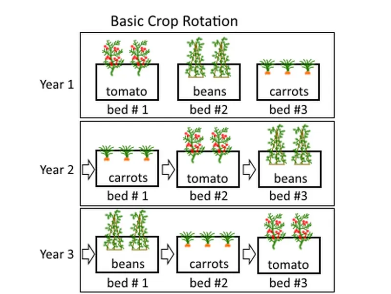 Succession Planting