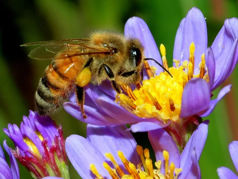 Understanding Beneficial Insects and Garden Wildlife