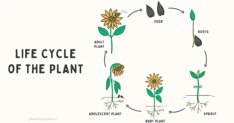 Understanding How Plants Grow