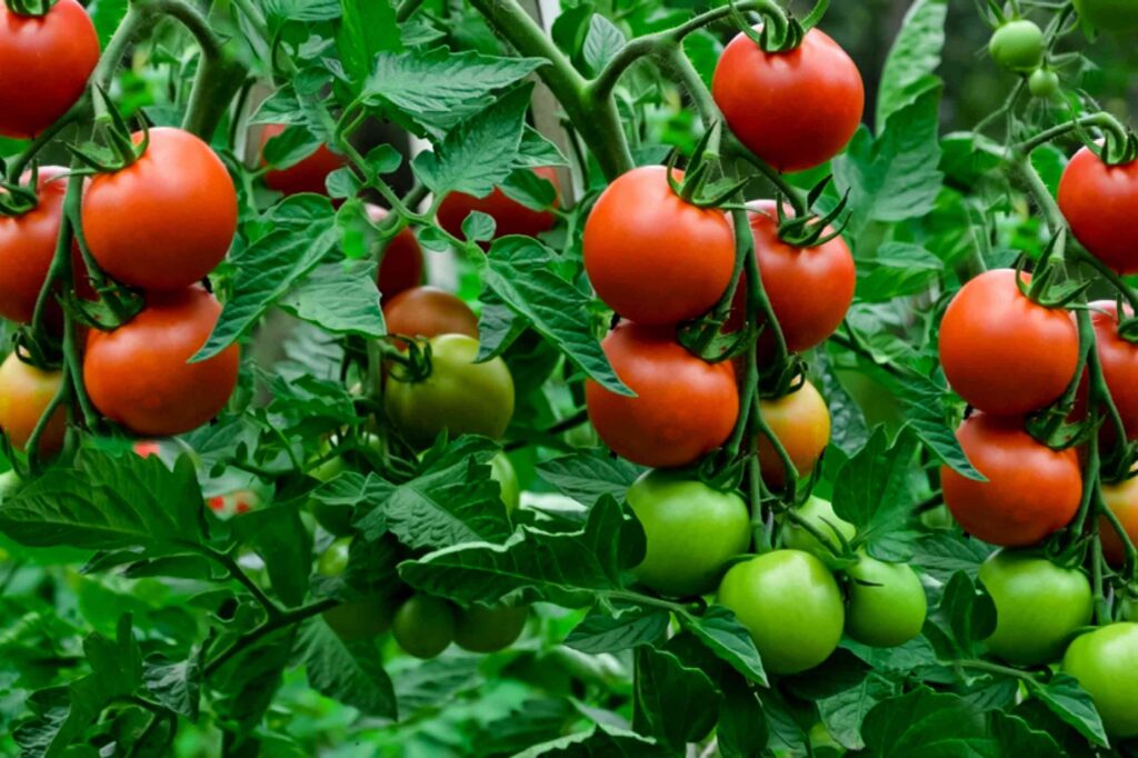 Gardening Tips and Tricks 2 Choose the right plants
