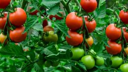 How to grow tomatoes