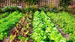 Vegetable Garden