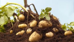How to grow potatoes