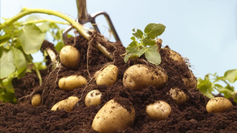 How to grow potatoes