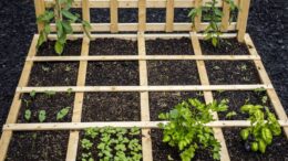 Square Foot Gardening