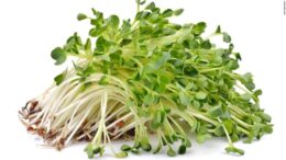 Alfalfa Sprouts