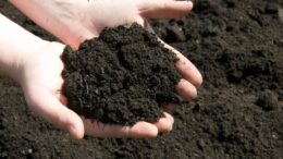 blck soil