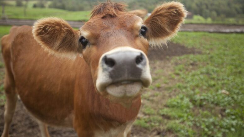 Cow manure