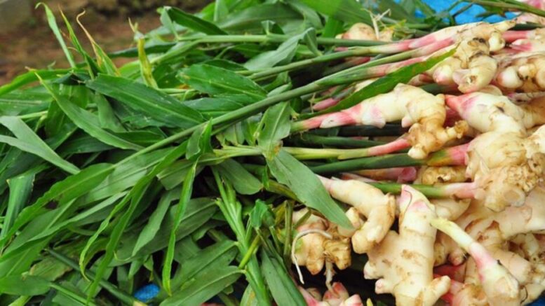 how to grow ginger