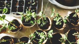 variety of green plants