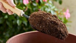 potting soil