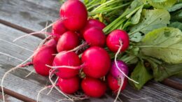 radishes