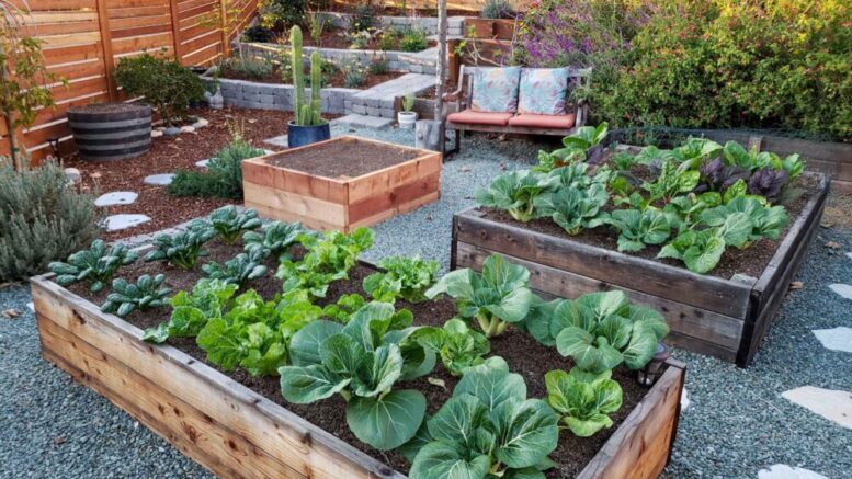 raised-bed-garden