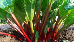 rhubarb