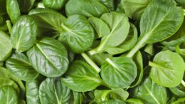spinach