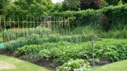 survival garden