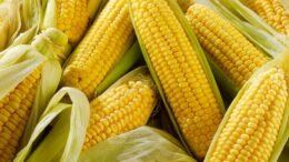 sweet corn