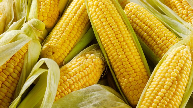 sweet corn