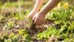 weeds in garden
