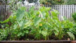 yam plant