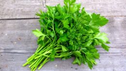 Cilantro