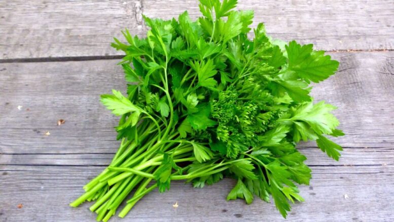 Cilantro