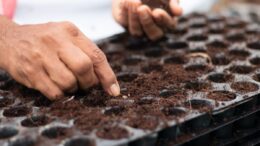 indoor seed starting