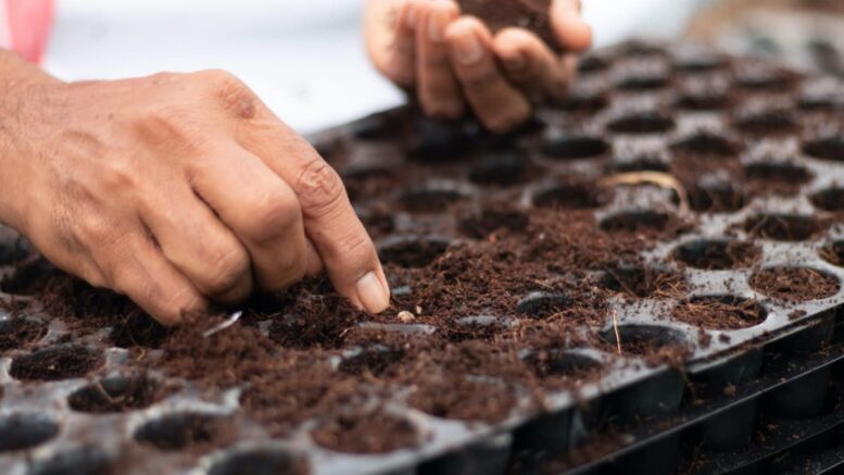indoor seed starting