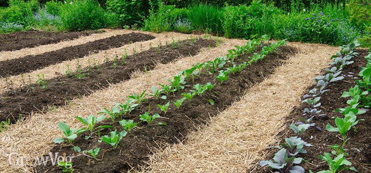 How Do I Grow A Garden? Learn 8 Different Ways! 4 no dig garden