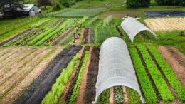 No Till Gardening