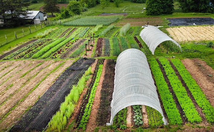 No Till Gardening