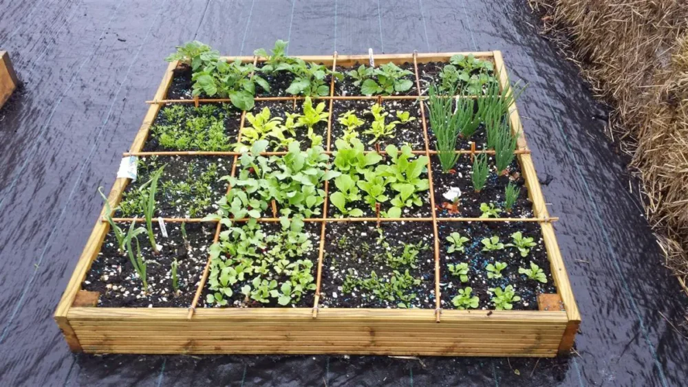 How Do I Grow A Garden? Learn 8 Different Ways! 6 square foot gardening