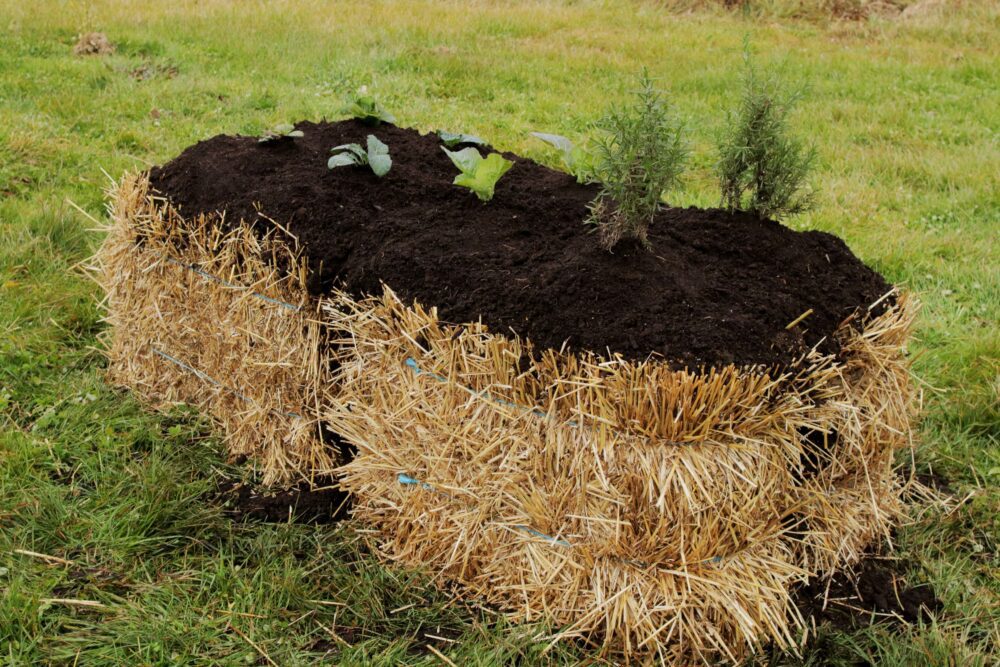 How Do I Grow A Garden? Learn 8 Different Ways! 7 straw bale gardening