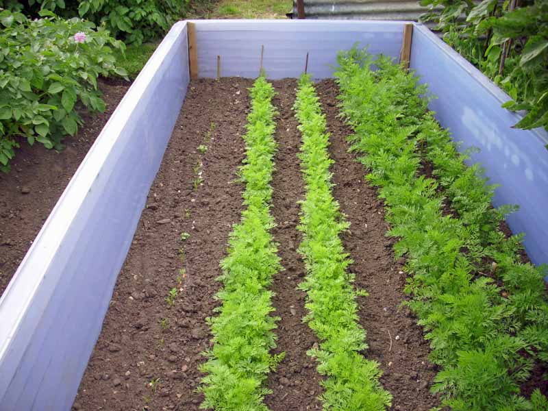 How Do I Grow A Garden? Learn 8 Different Ways! 8 succession planting