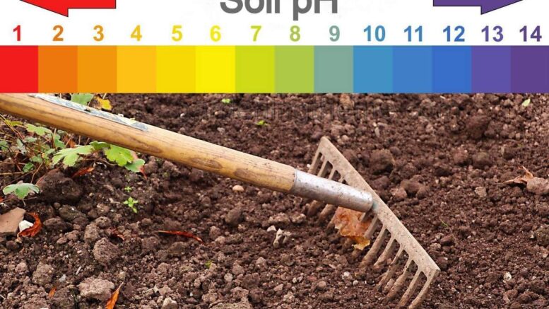 Understanding the Critical Role of Soil pH Levels